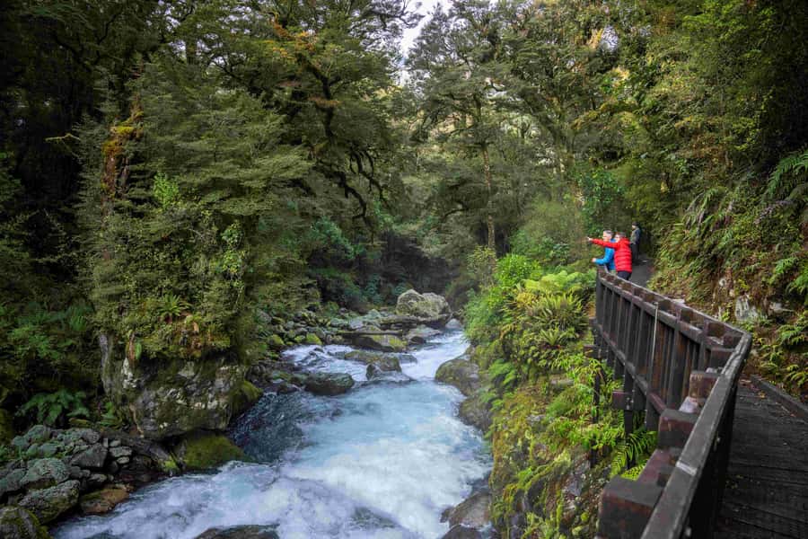 From Te Anau: Milford Sound Coach, Cruise, and Walks - Booking details worth knowing