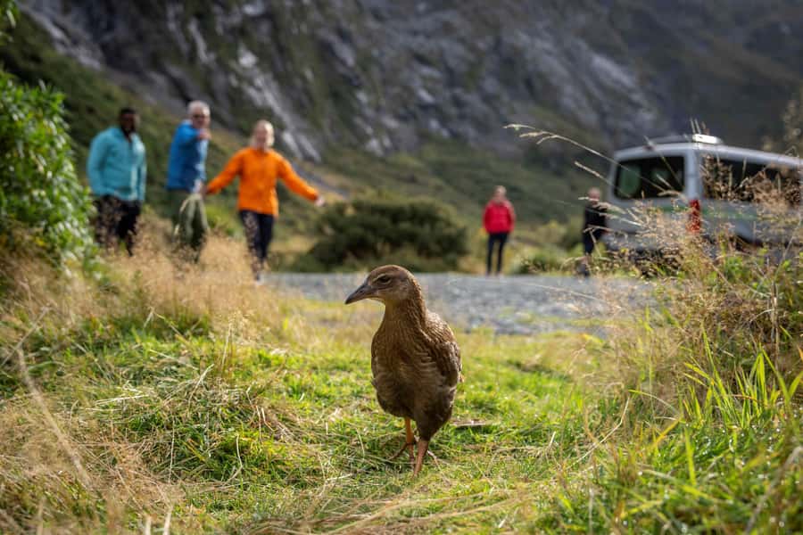 From Te Anau: Milford Sound Coach, Cruise, and Walks - What happens when the weather turns wet