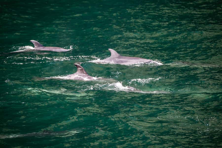 From Te Anau: Milford Sound Cruise and Coach Day Trip - Key things to know before you go