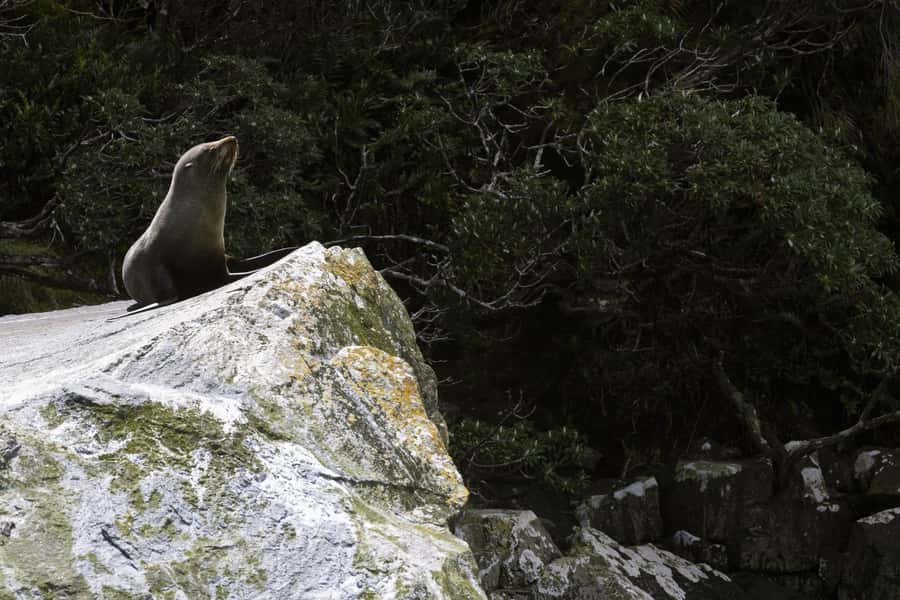 From Te Anau: Milford Sound Cruise and Coach Day Trip - Should you book this Milford Sound trip?