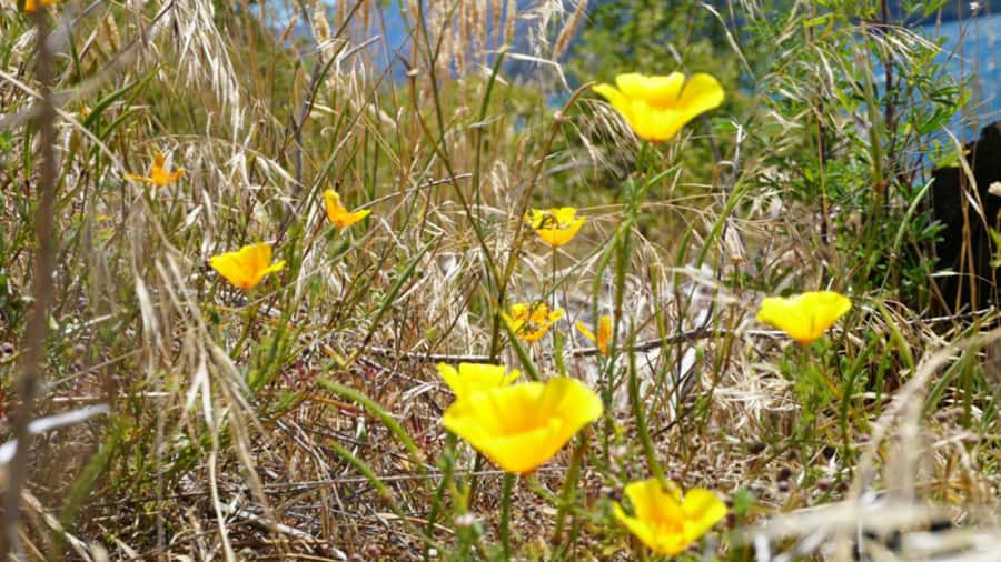 From Wanaka: Ruby Island 1-Hour Cruise and Photo Walk - Who Should Book This Ruby Island Trip?