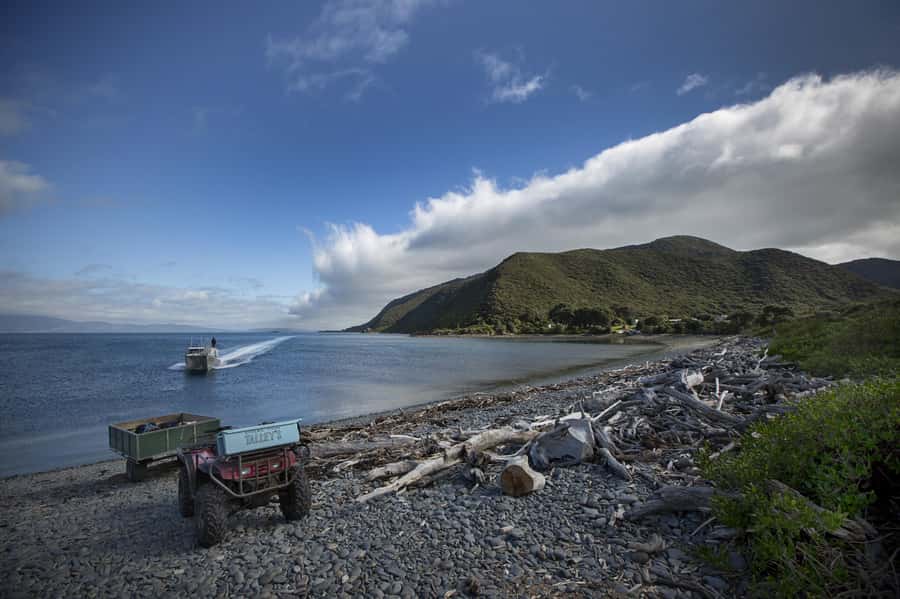 From Wellington: Kapiti Island Classic Guided Day Tour - Key points to know before booking