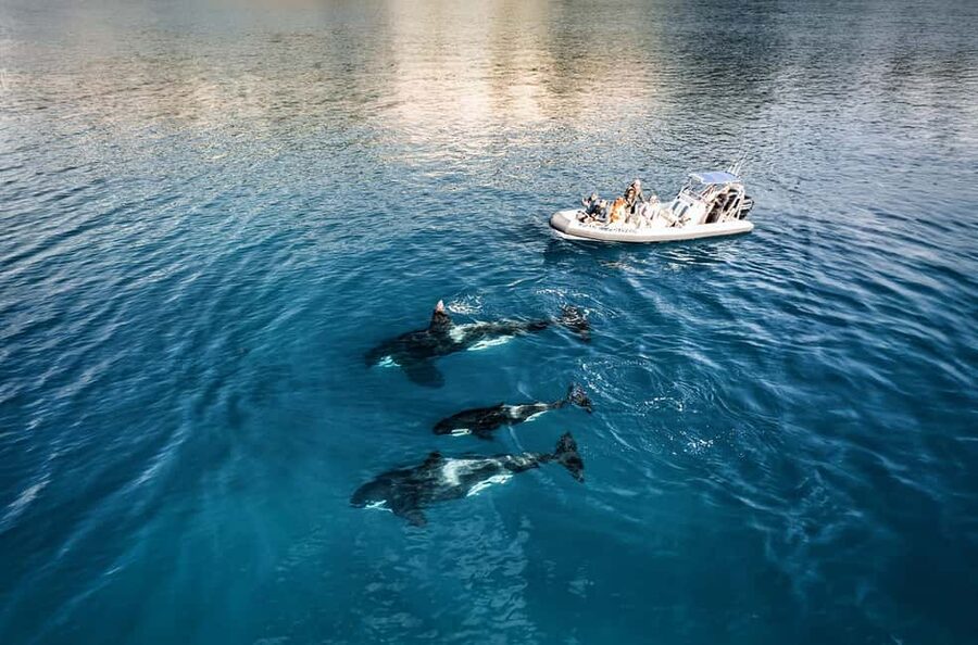 From Whitianga: Cathedral Cove Cruise with Snorkeling - Whale Cave, snorkeling, and rock jumps