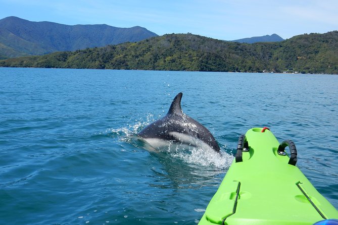 Full day Guided Sea Kayak Tour from Picton - The beach lunch is more than a packed sandwich