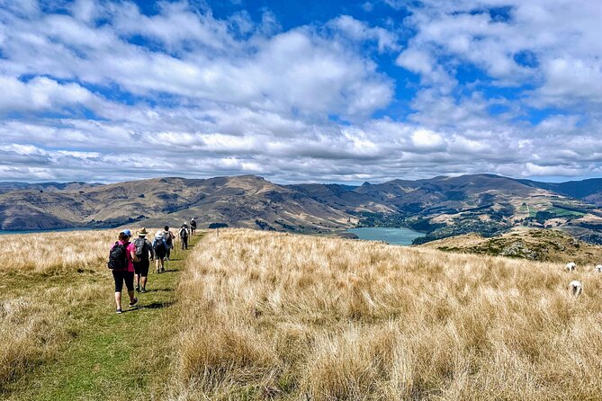 Full Day Guided Walking Tour and Picnic around Godley Head - Timing, pickup, and practical limits