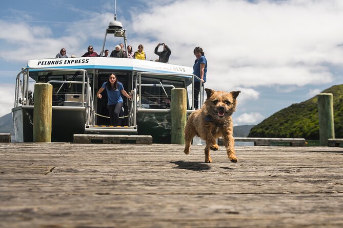 Full Day Iconic Mail Boat Cruise - Leaving Havelock for Kenepuru Sound