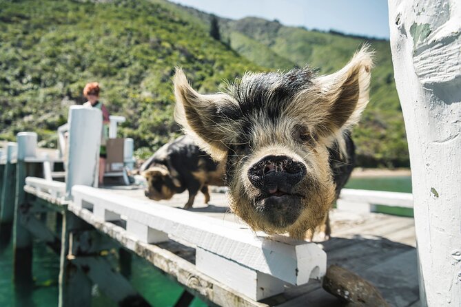 Full Day Iconic Mail Boat Cruise - Mail deliveries, dock dogs, and remote homes
