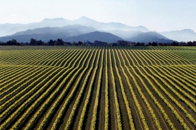 Full-Day Marlborough Wine Tour from Blenheim - Morning tastings across Marlborough