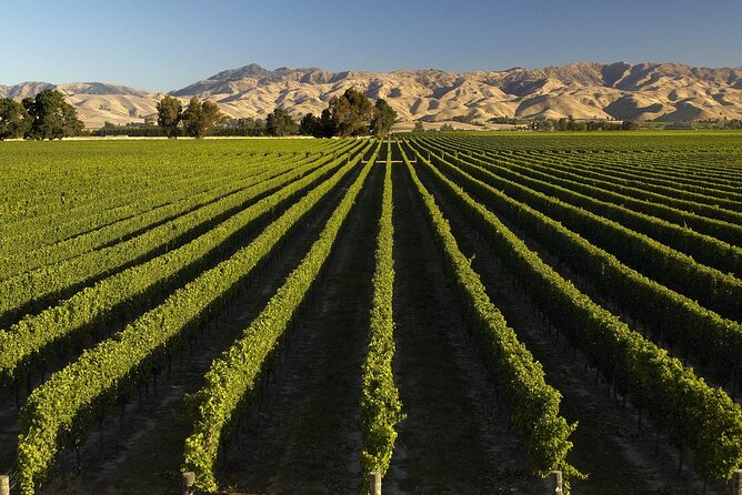 Full-Day Marlborough Wine Tour from Blenheim - Who should book this Marlborough day out?