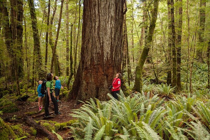 Full-Day Milford Sound Tour with Cruise and Walks from Te Anau - The best parts of the day at a glance
