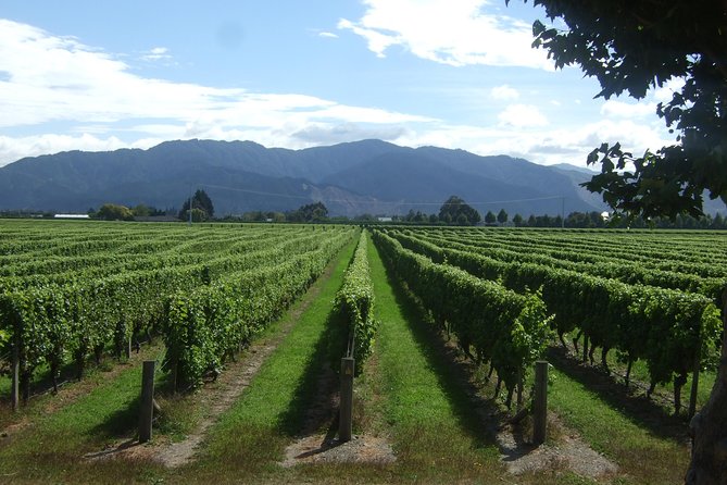 Full-Day Taste the Wines of Marlborough Tour - Why this Marlborough wine tour works well