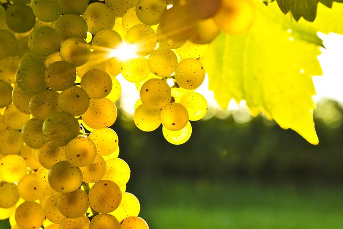 Full-Day Taste the Wines of Marlborough Tour - Comparing several cellar doors in one day