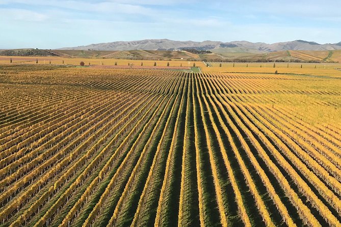 Full-Day Wine Gourmet and Scenic Delight Tour of Marlborough from Blenheim - What the guide adds to the day