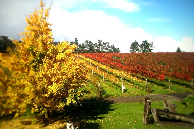 Full-Day Wine Tasting Tour in Auckland with 3-Course Vineyard Lunch - Is $123.49 a fair price?