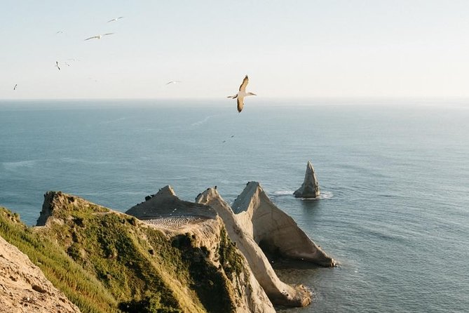 Gannet Safaris Overland tour to Cape Kidnappers Gannet Colony - Key points to know before you book