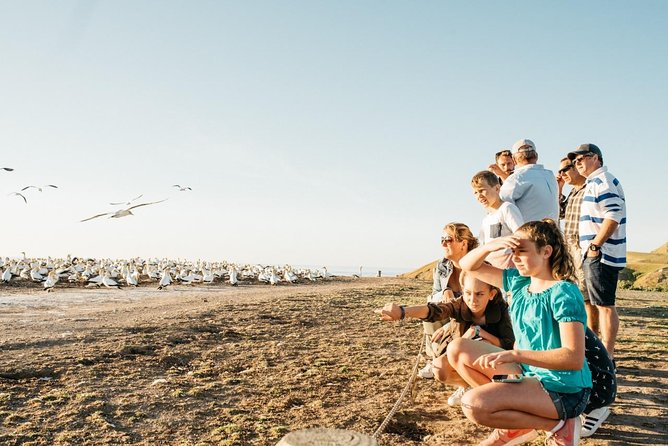 Gannet Safaris Overland tour to Cape Kidnappers Gannet Colony - Why the gannet colony is worth the ride