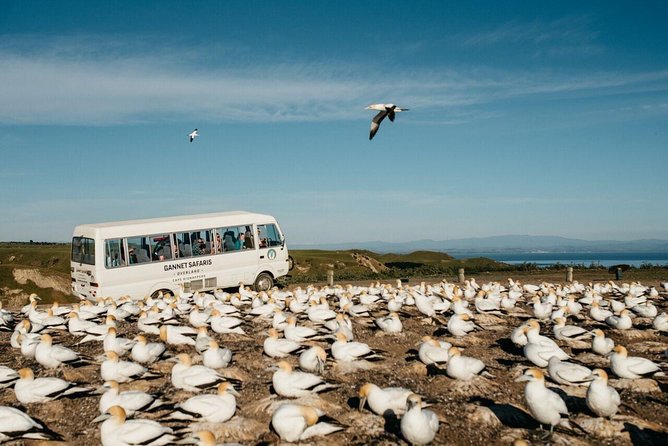 Gannet Safaris Overland tour to Cape Kidnappers Gannet Colony - Who will enjoy this tour most