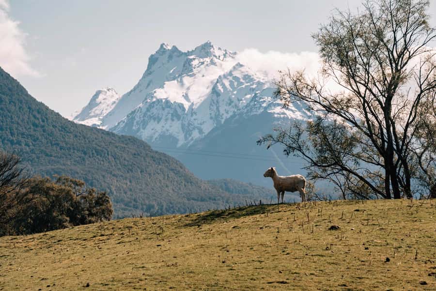 Glenorchy: 4WD Lord Of the Rings Tour Half-Day - Who should book this tour?