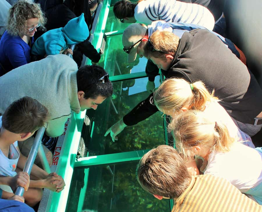 Goat Island: Glass Bottom Boat Tour - The reserve above the water