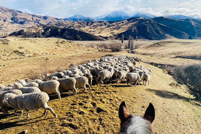 Gold Discovery Trail Horse Trek Cardrona - Most popular! - Across streams, farms, and mountain lanes