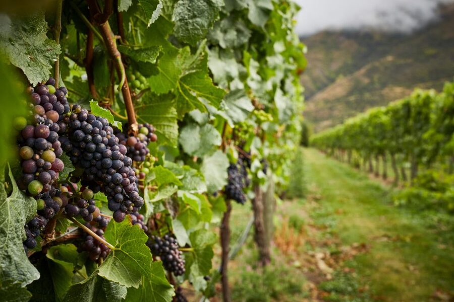 Gourmet Food and Wine Tour with Lunch and Wine Tastings - Old Cromwell and Arrowtown between the pours