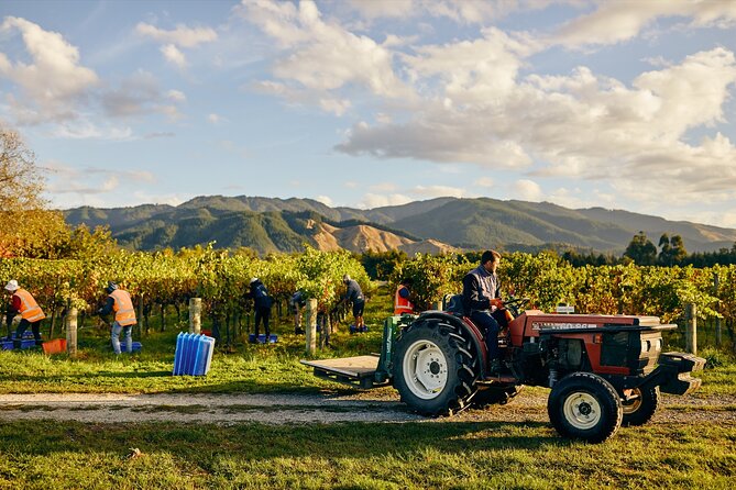 Gourmet Gold Wine Tour: Indulge in Cloudy Bay's finest wines - Makana Confections adds a sweet finish