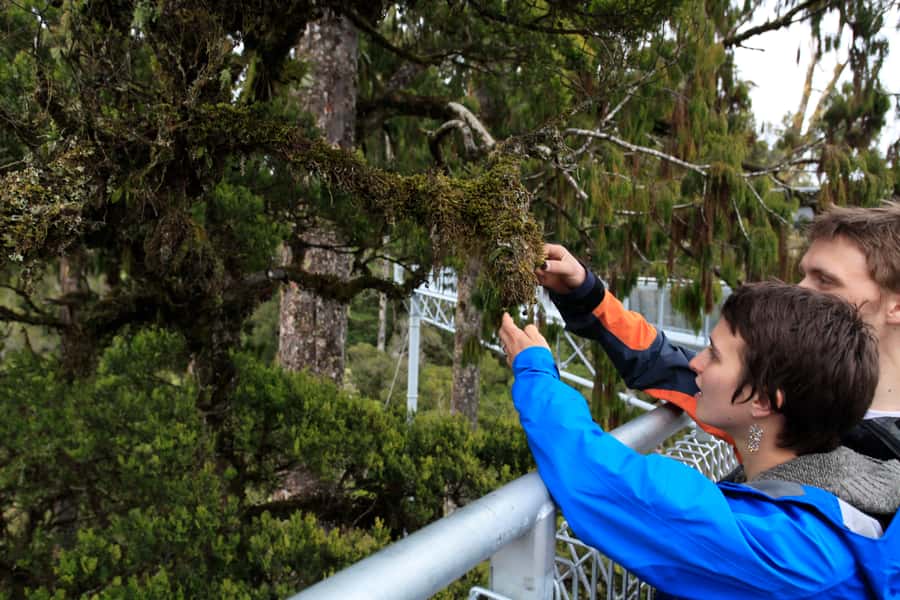Greymouth: Full-Day Best Of The West Tour - Afternoon tea with a view