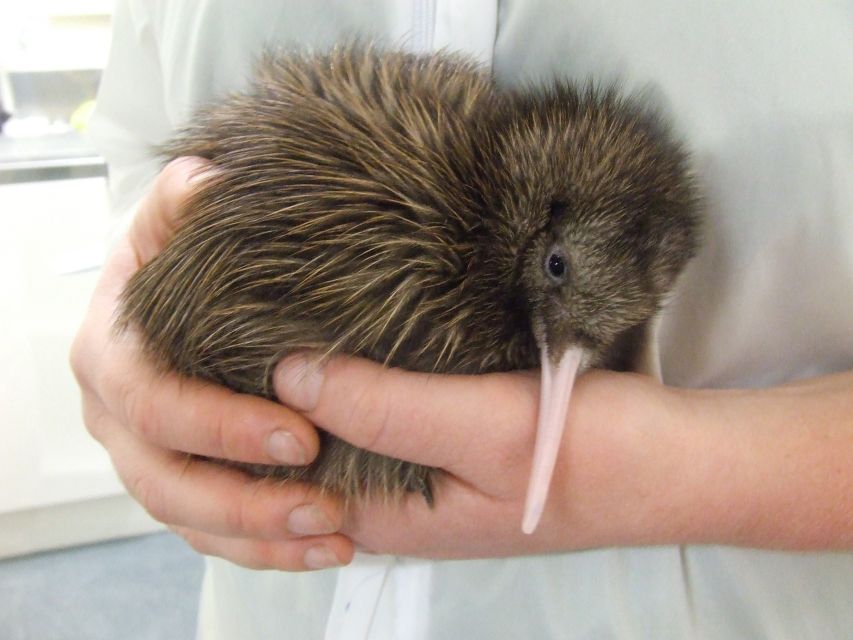 Greymouth: Glacier, Heritage & Wildlife Centre Guided Tour - My verdict: a useful West Coast sampler