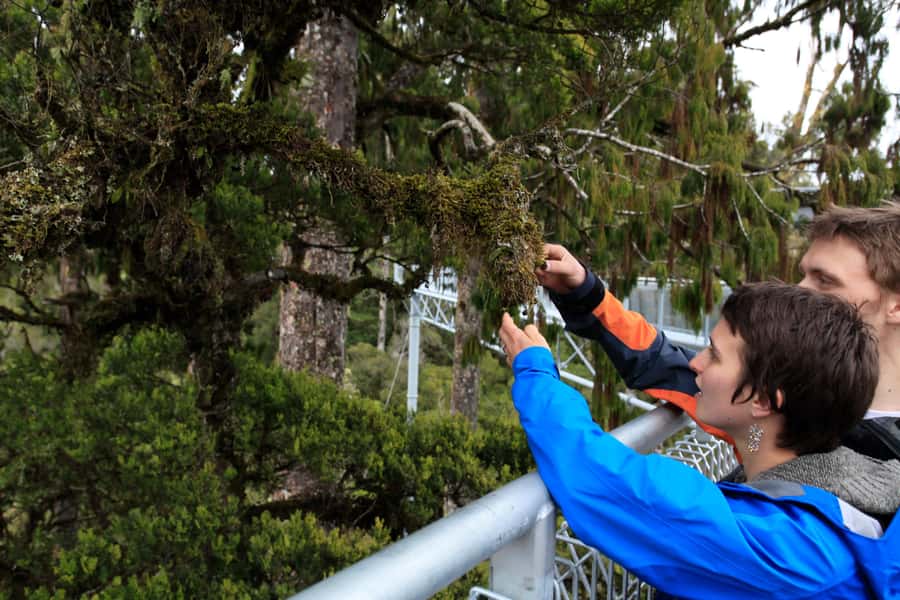 Greymouth: Hokitika Gorge and Tree Top Walkway Half-Day Tour - Who will enjoy this tour most