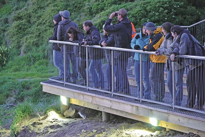 Guided Evening Penguin Viewing Otago Peninsula, Dunedin, New Zealand - Key points at a glance