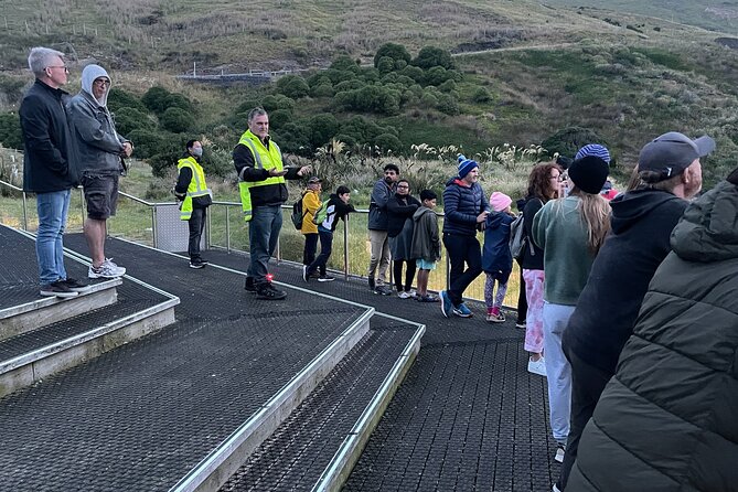 Guided Evening Penguin Viewing Otago Peninsula, Dunedin, New Zealand - Watching the penguins come home