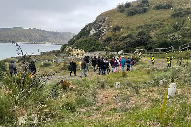Guided Evening Penguin Viewing Otago Peninsula, Dunedin, New Zealand - Getting there from Dunedin