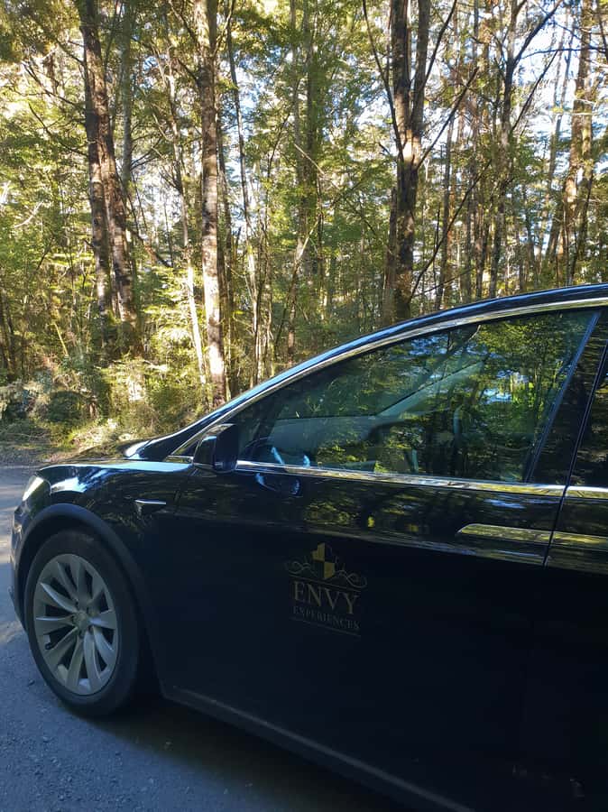 Guided Private Milford Sound Day Tour from Te Anau(Cruise In - Who will get the most from this tour