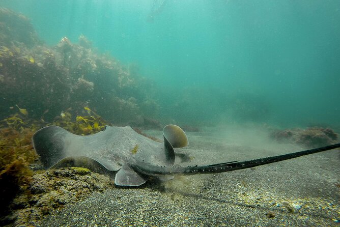 Guided Snorkel Experience, Advanced - Why Goat Island makes a good classroom