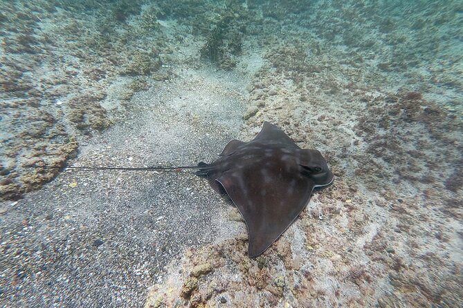 Guided Snorkel Experience, Advanced - The skills lesson: ears, breath, and a clear snorkel