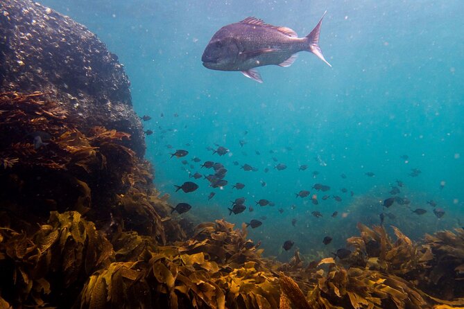 Guided Snorkel Experience, Advanced - A guided look at fish and smaller creatures
