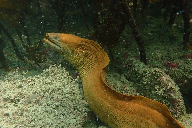 Guided Snorkel Experience, Advanced - The group size and pace
