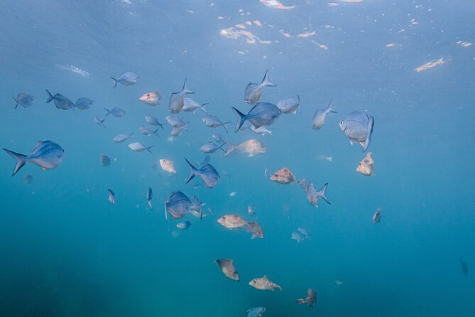 Guided Snorkel Experience, Advanced - Wetsuits make cooler-season snorkelling possible