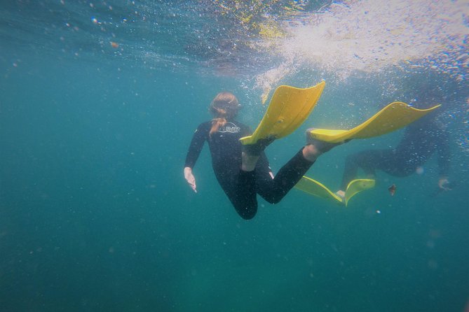 Guided Snorkel Experience, Advanced - Meet at Leigh, then make the short trip to the reserve