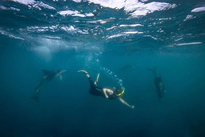 Guided Snorkeling and Island Exploration in Auckland - A guided walk through native forest