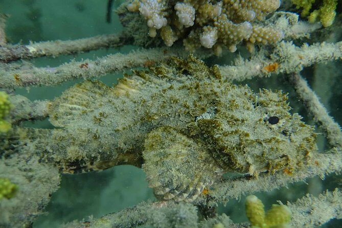 Guided Snorkeling and Island Exploration in Auckland - Who will enjoy this island outing most