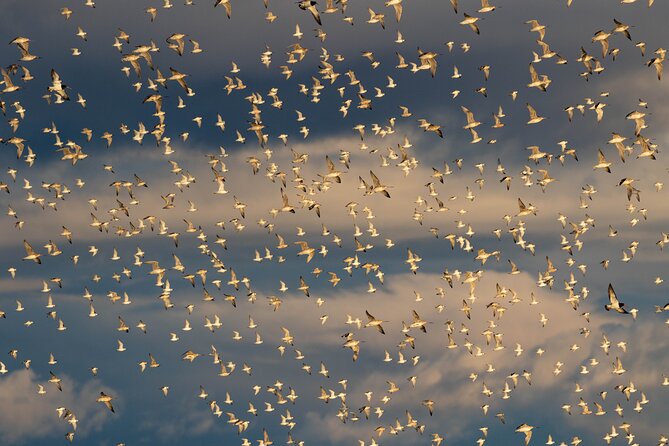 Guided Tour at Pukorokoro Shorebird Centre - Why this wetland matters