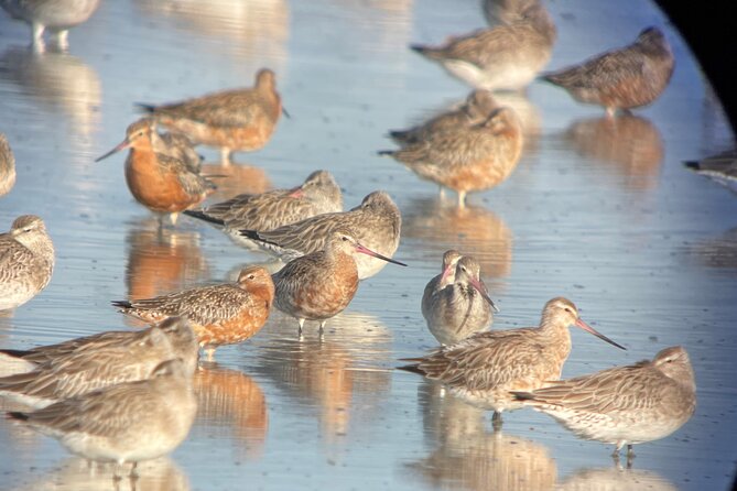 Guided Tour at Pukorokoro Shorebird Centre - Walking through Robert Findlay Wildlife Reserve