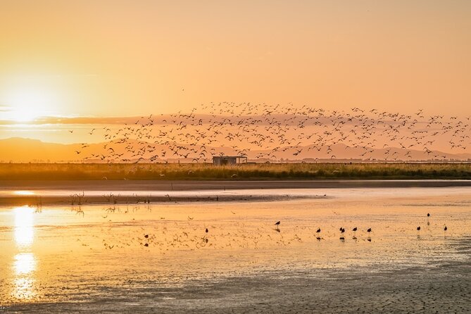 Guided Tour at Pukorokoro Shorebird Centre - What to bring and what to expect on site