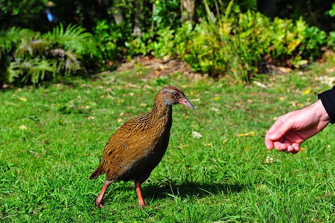 Half-Day Cruise in Marlborough Sounds from Picton - Wildlife: wonderful when it happens