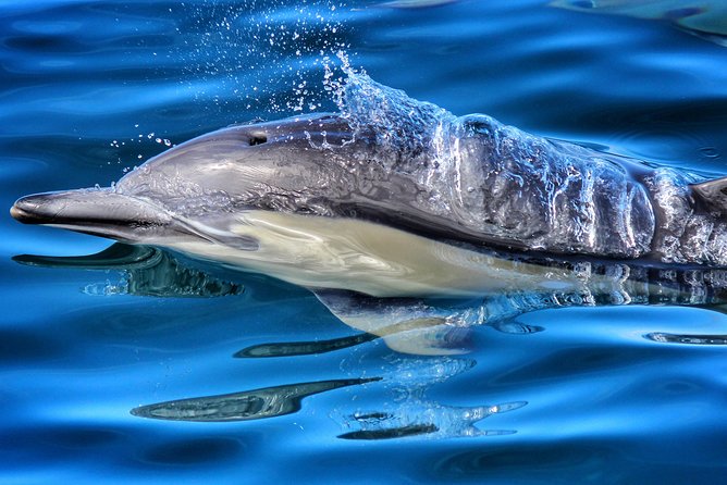 Half Day Dolphin & Wildlife Cruise - Tauranga - What makes this Tauranga cruise worth considering