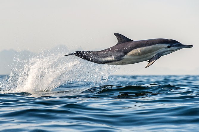 Half Day Dolphin & Wildlife Cruise - Tauranga - Leaving The Strand On The Bay Explorer