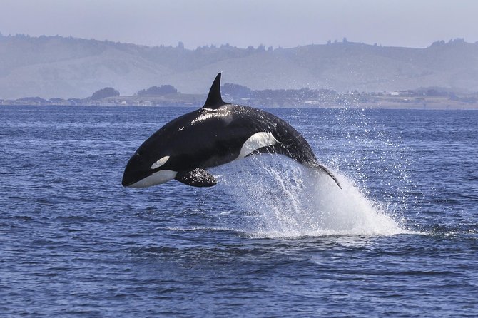 Half Day Dolphin & Wildlife Cruise - Tauranga - Mayor Island And Bay Of Plenty Wildlife