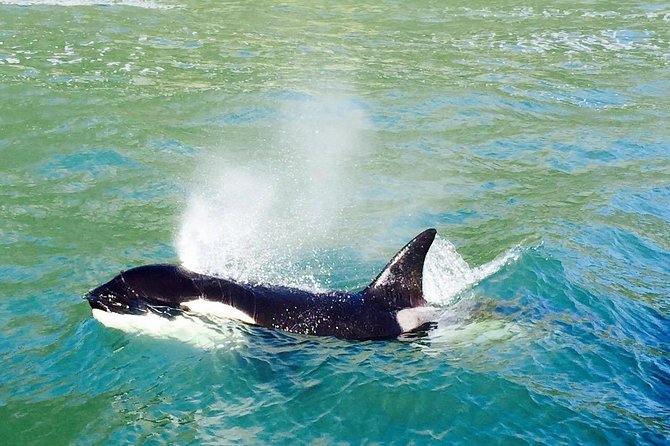 Half Day Dolphin & Wildlife Cruise - Tauranga - Who Should Book This Cruise?