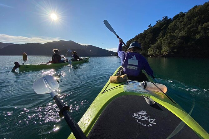 Half-Day Guided Sea Kayak Trip from Picton - Wildlife close to the water